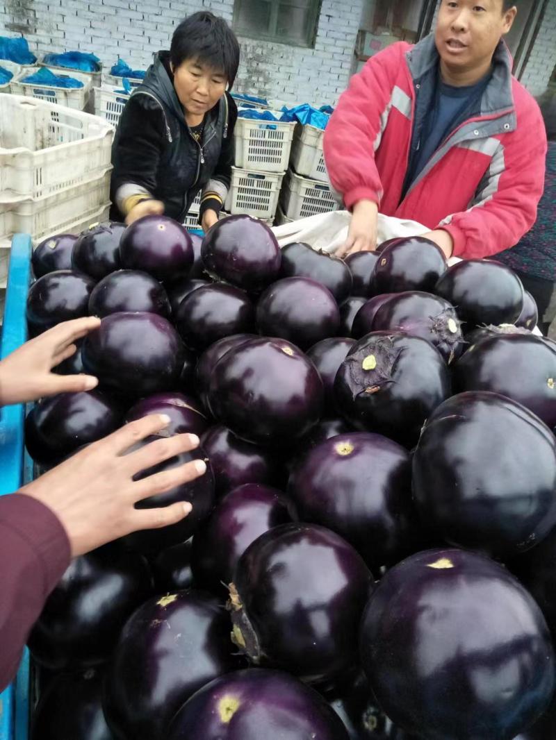 【实力商家】精品圆茄质优价廉诚信为本品质保证量大