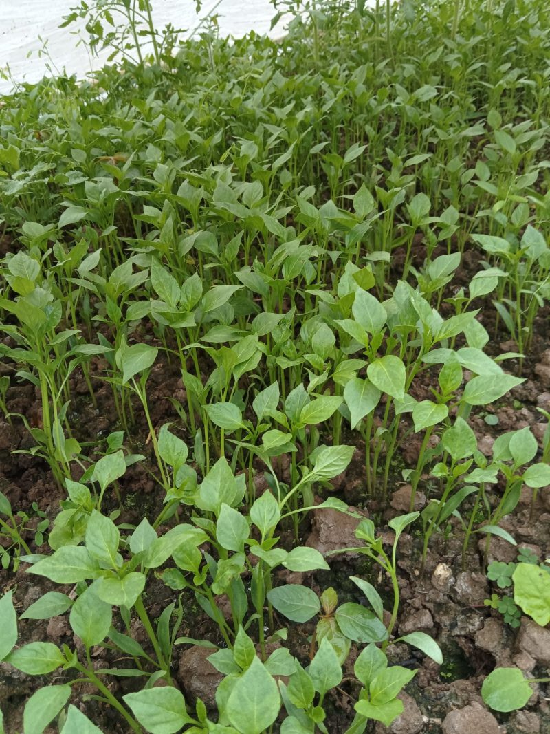 蔬菜苗圃，种植基地