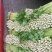 芹菜