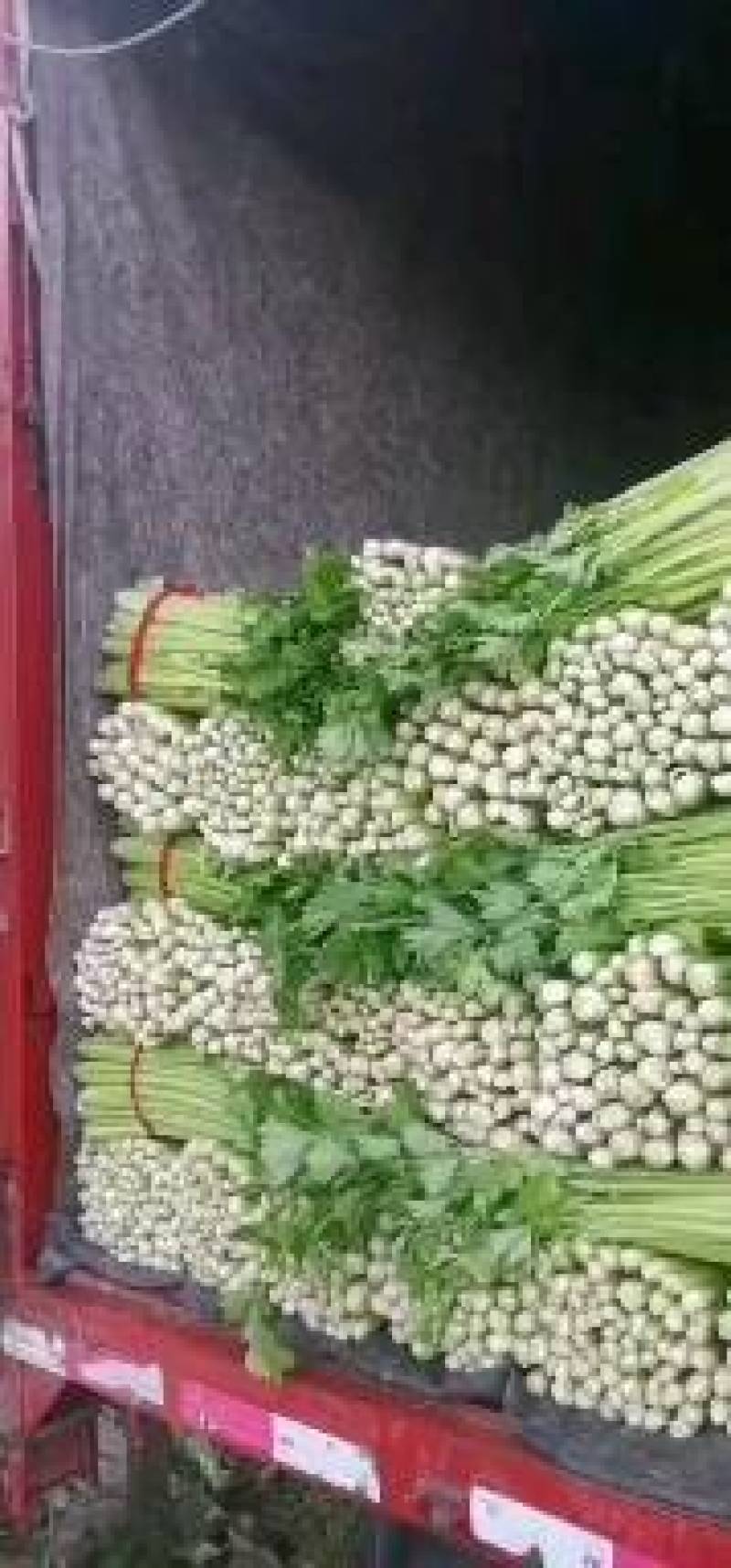 芹菜