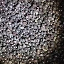 甘肃兰州榆中县和平镇高营村药材种植基地新货，今年的赤芍种