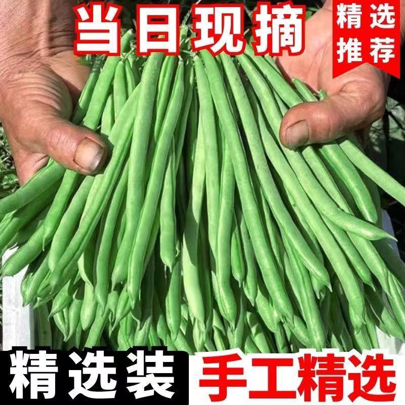 精品甄选四季豆白花四季豆广东豆角无虫眼欢迎来电