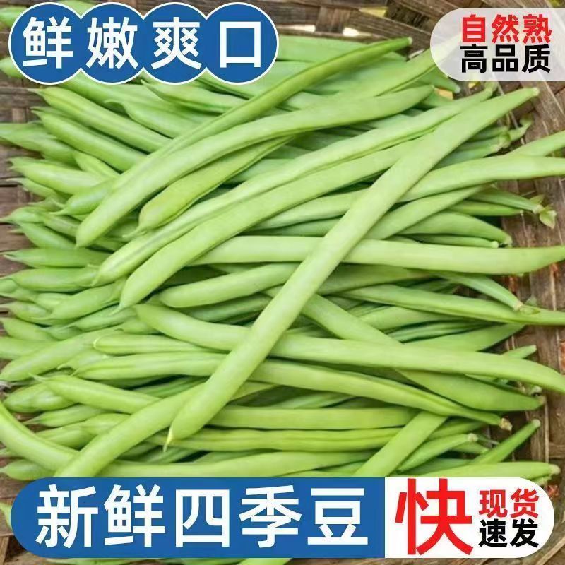 精品甄选四季豆白花四季豆广东豆角无虫眼欢迎来电