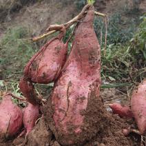 四川绵阳烟薯种植基地，可做红薯加工