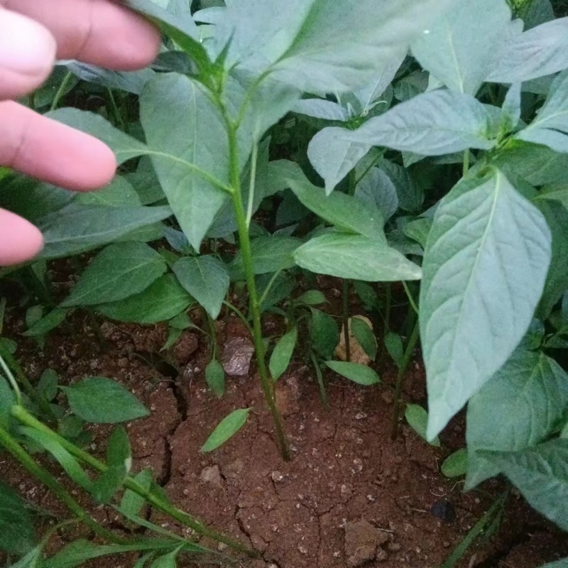 薄皮青椒苗，苏椒五号，包邮，免费技术指导。