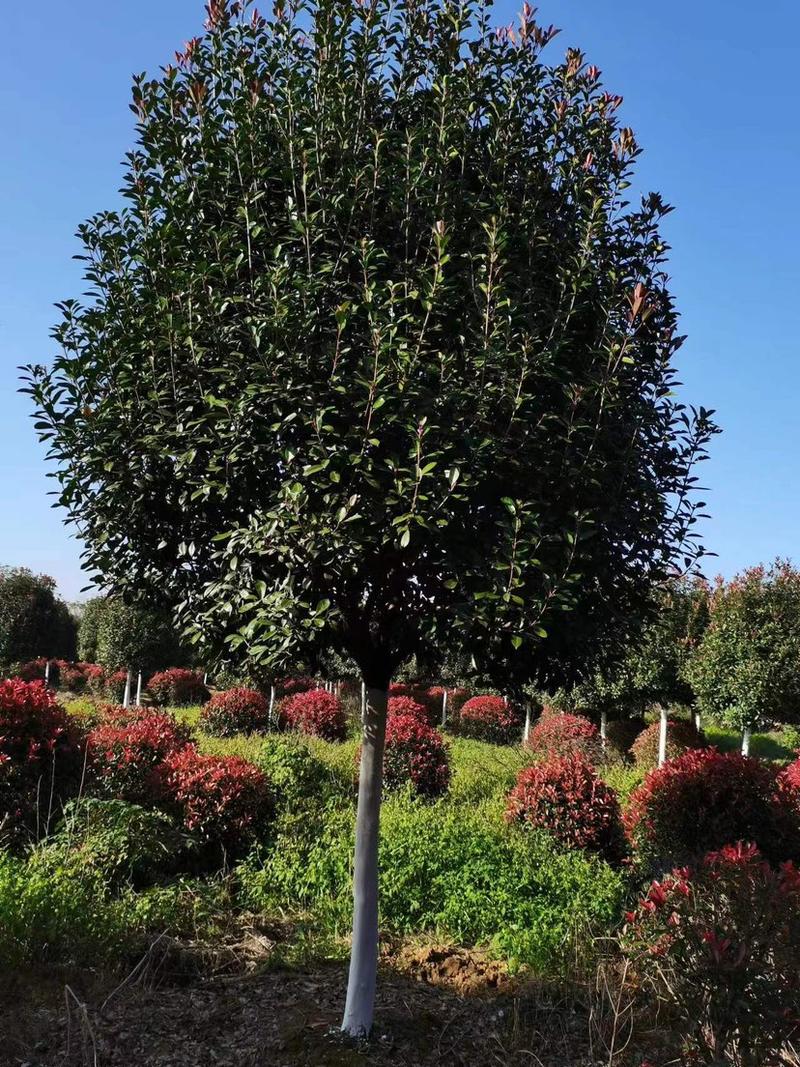 原生自然冠精品高杆红叶石楠12-15公分粗1.5-2米