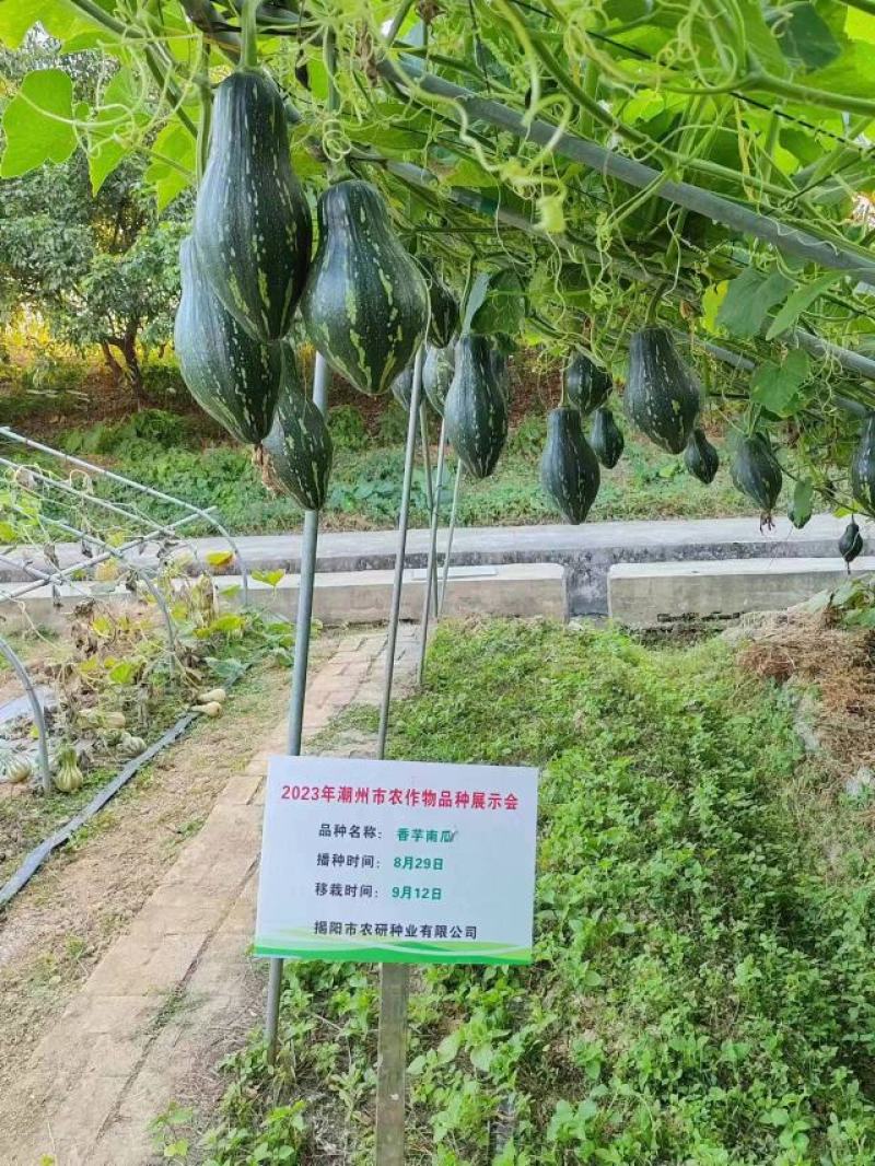 香芋南瓜种子口感粉面香芋味浓南瓜种子高产口感佳基地专用