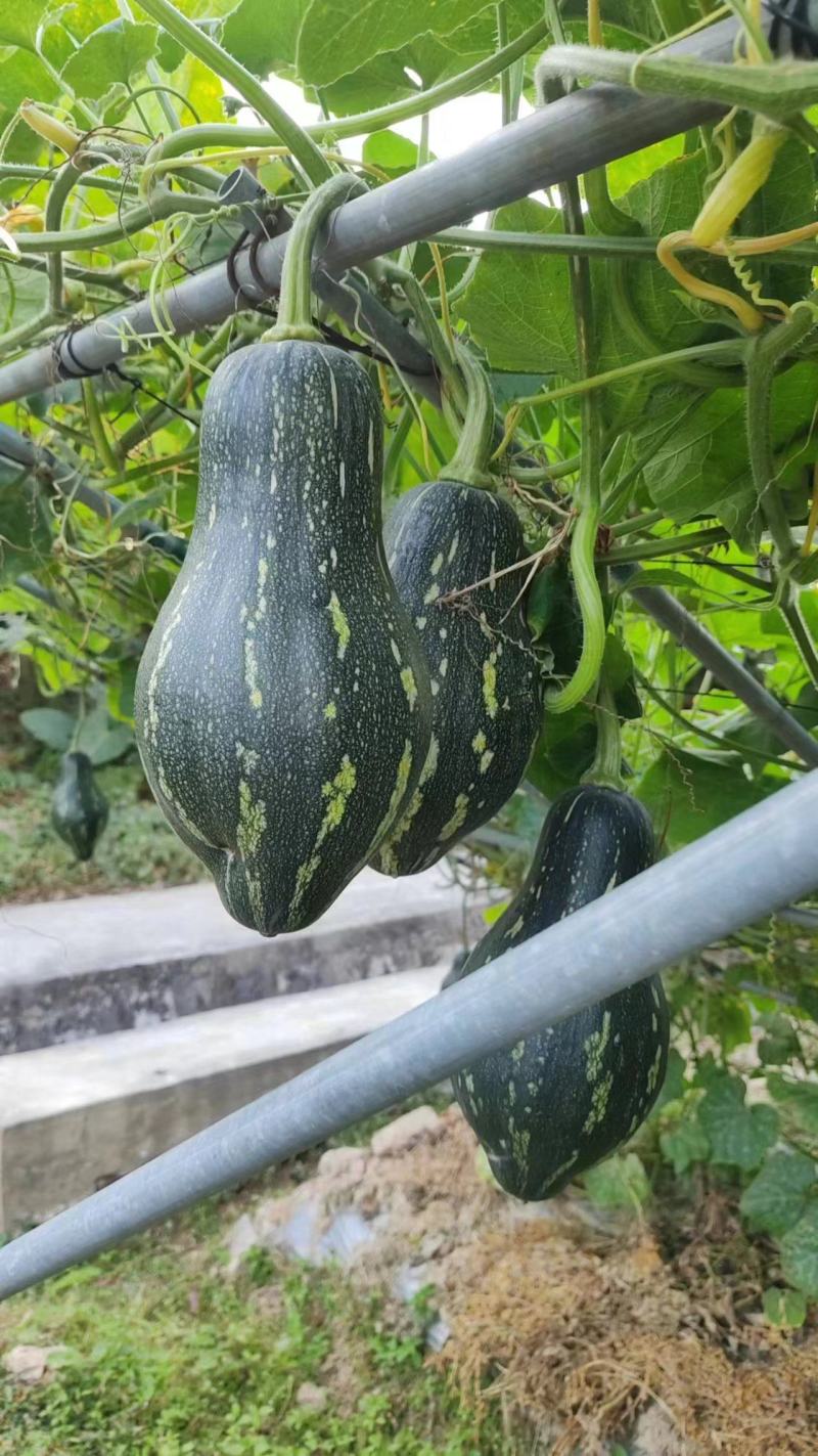 香芋南瓜种子口感粉面香芋味浓南瓜种子高产口感佳基地专用