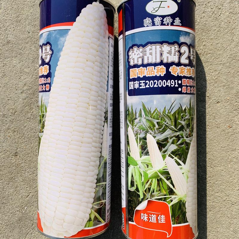 晓富密甜糯2号玉米种子白甜糯玉米种子绿皮大棒鲜食玉米种籽