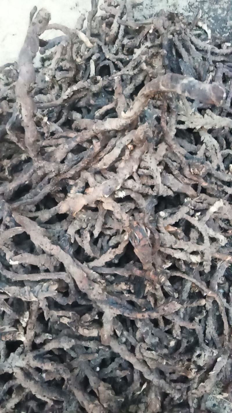 石菖蒲江西产野生精品货，欢迎新老客户打电话洽谈