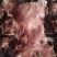 去皮牛头肉带皮牛头肉【一件代发】量大欢迎咨询老板