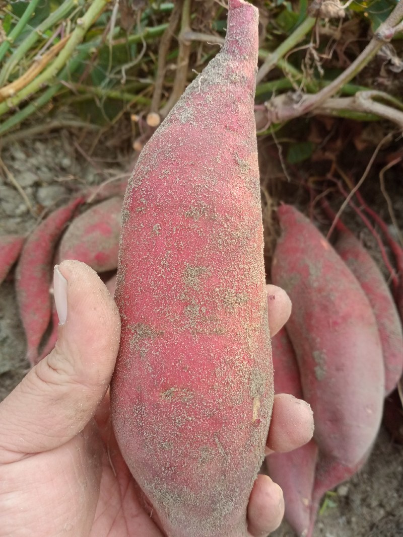 沙地精品西瓜红，大量上市，品质好，价格优，精品萝卜条