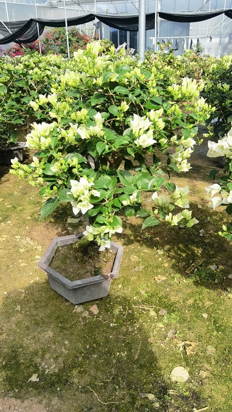 三角梅各种颜色填的价格都不一样以需要那款为主欢迎询价欢迎