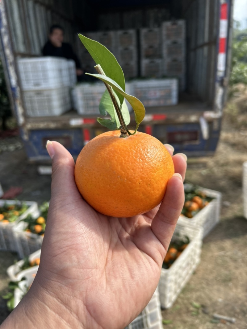 福建漳州平和沃柑基地！产地代办代采包园！统果带叶一树采！