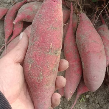西瓜红，广东红薯，大量上市，需要联系，量大从优