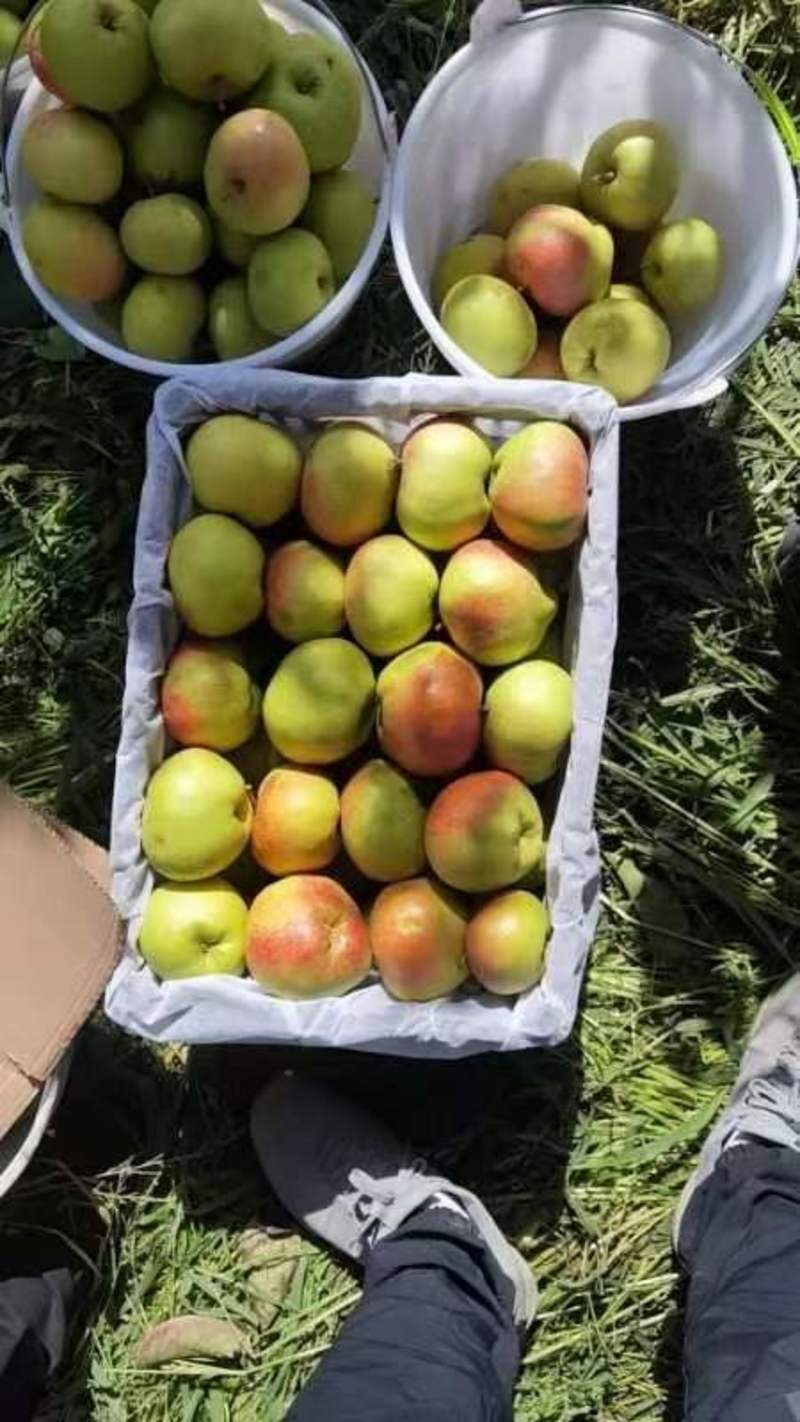 暖苹果梨冻苹果梨四两起步大量有货接受加工预定！
