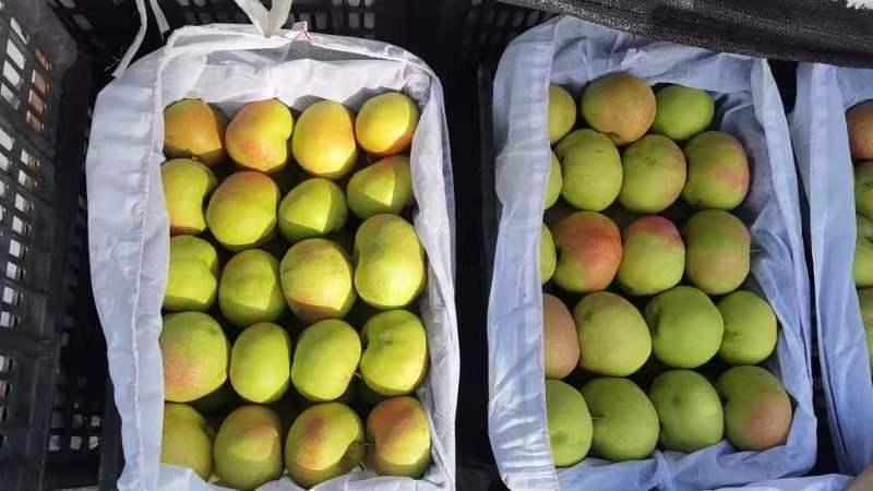 暖苹果梨冻苹果梨四两起步大量有货接受加工预定！