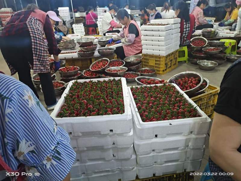 广西千禧圣女果，场地直销。市场货，商超，电商货，10克起