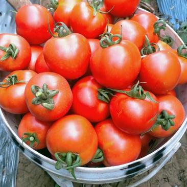 广西百色市大西红柿，产地直发，欢迎市场货，电商货来对接