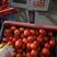 广西百色市大西红柿，产地直发，欢迎市场货，电商货来对接