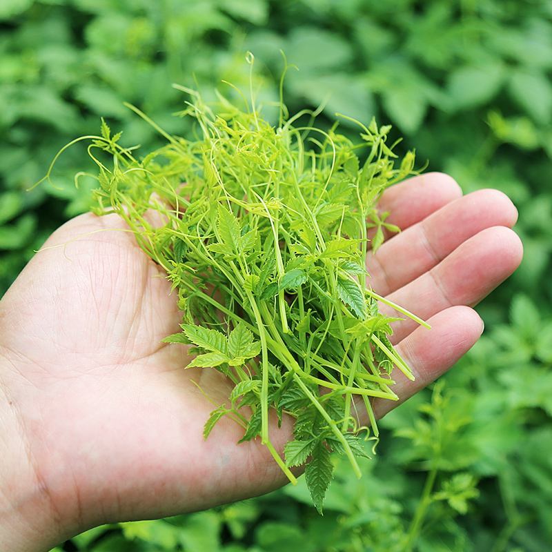 平利县绞股蓝五叶甘味七叶微苦味龙须茶一手货源包邮