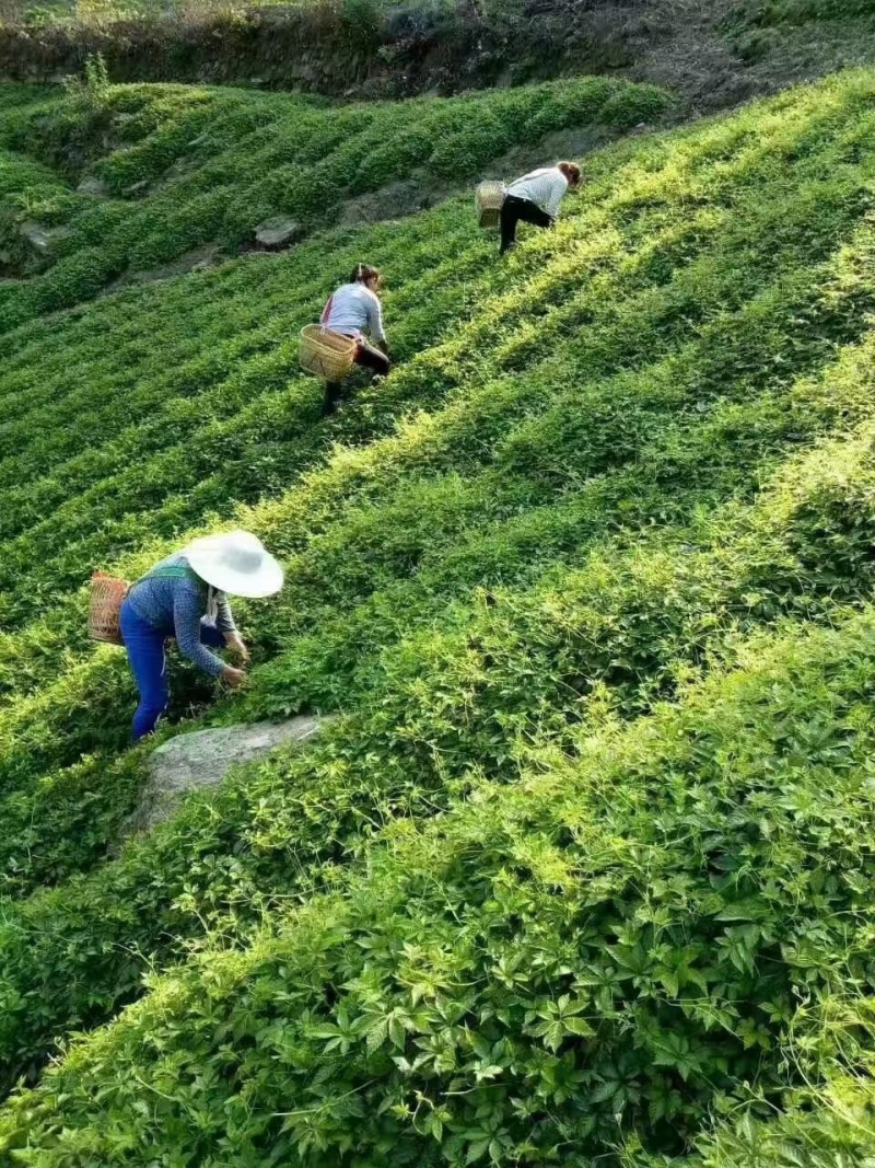 平利县绞股蓝五叶甘味七叶微苦味龙须茶一手货源包邮