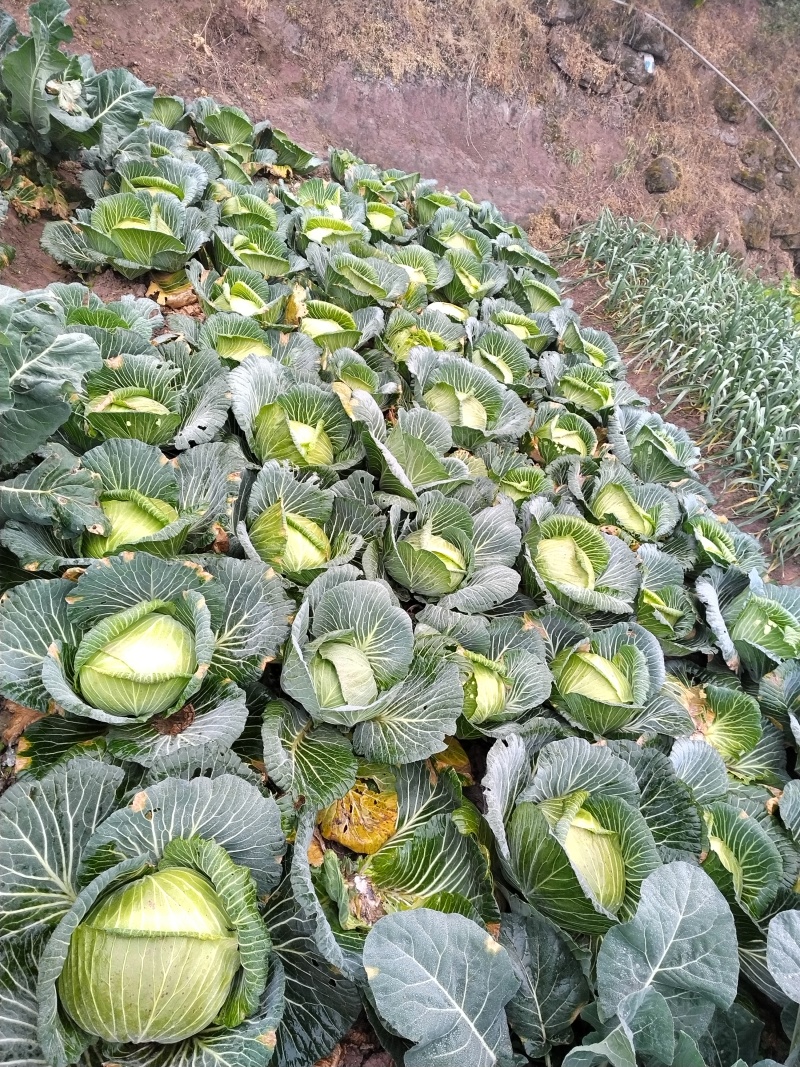 甘蓝苗~包菜苗～种植基地直售（免费技术指导）