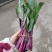 红菜苔