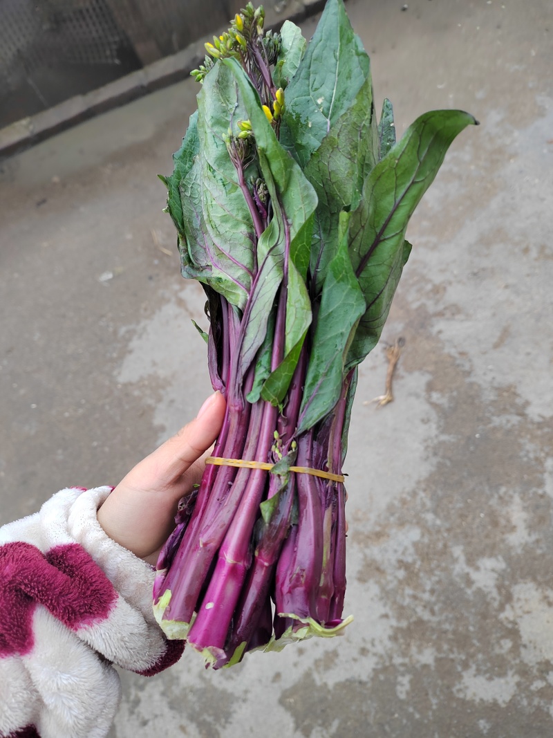 红菜苔