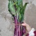 红菜苔