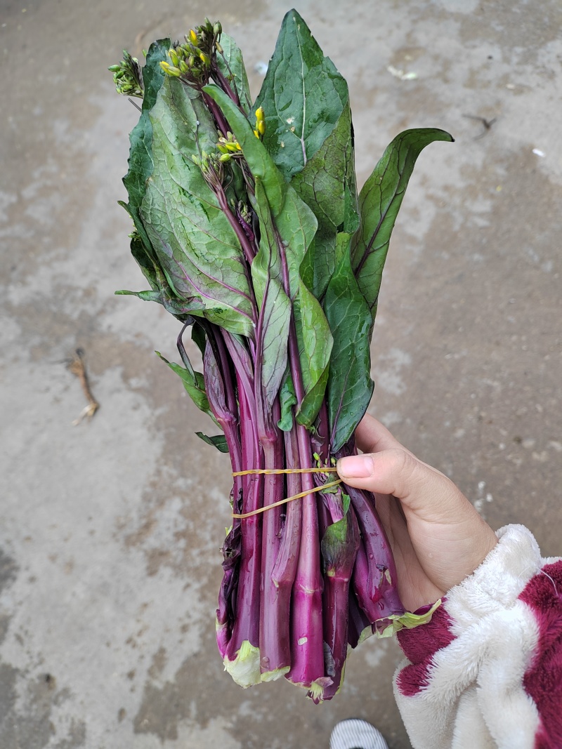 红菜苔