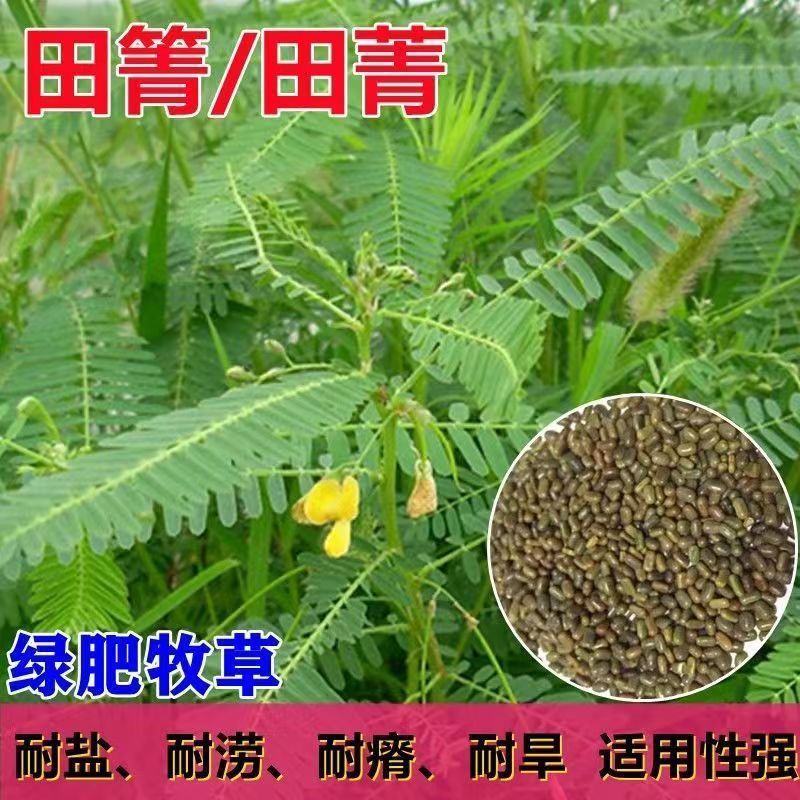 田菁种子，别名碱菁涝豆耐涝耐旱盐碱土壤改良牧草果园固氮绿