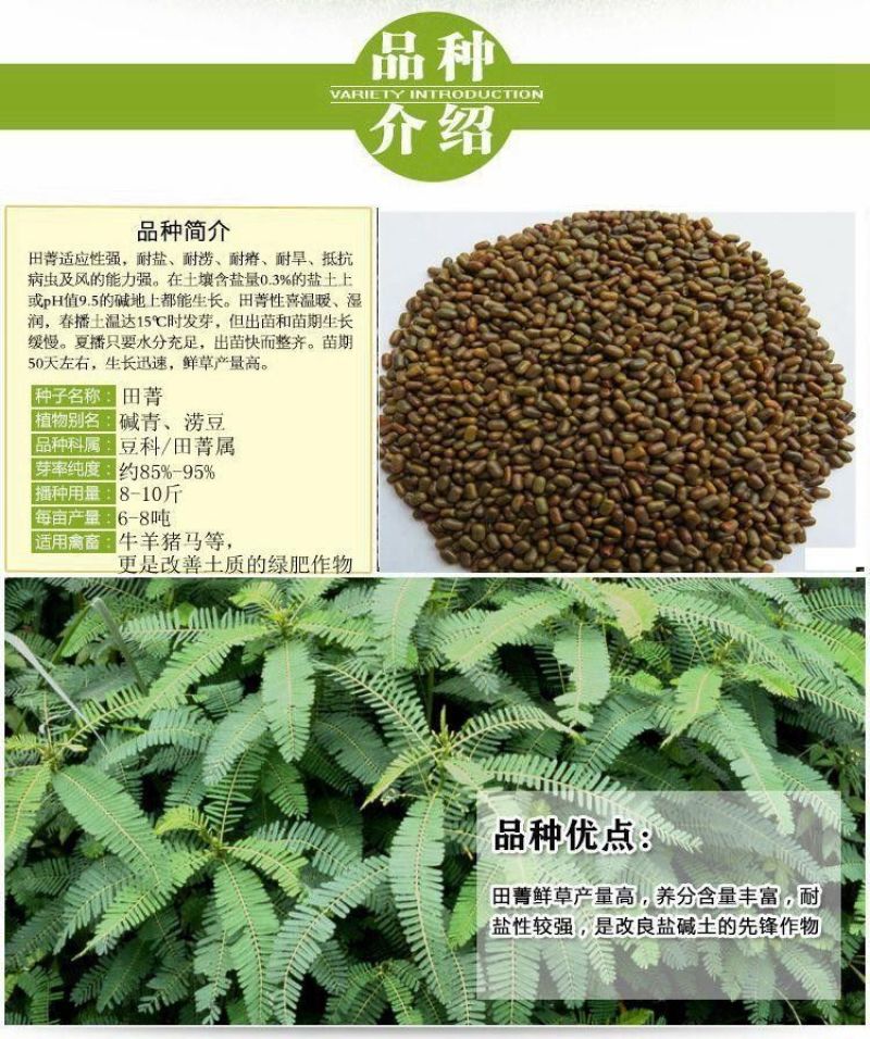 田菁种子，别名碱菁涝豆耐涝耐旱盐碱土壤改良牧草果园固氮绿