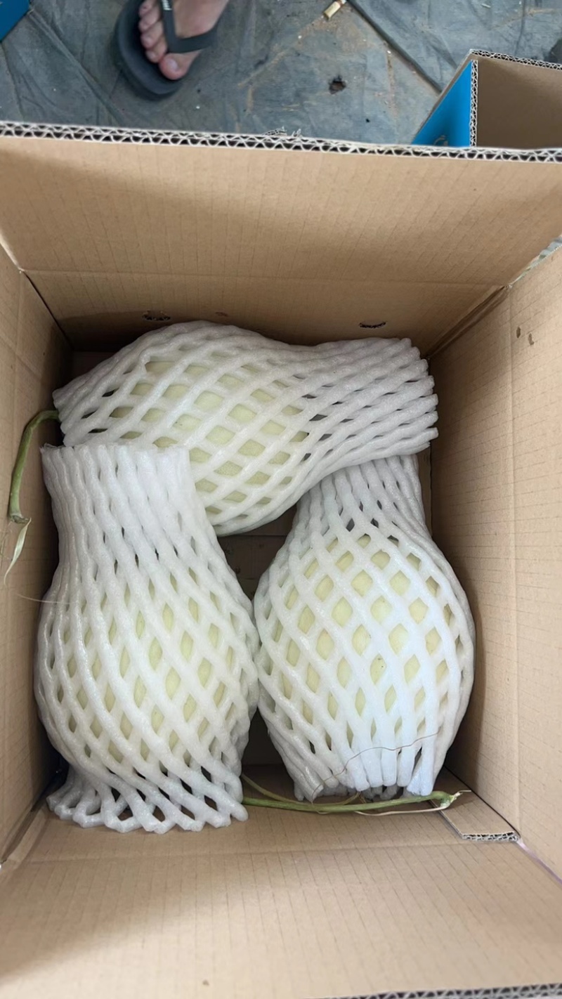 爆品海南玉菇甜瓜大量上市欢迎电商平台社区团购对接一件代发