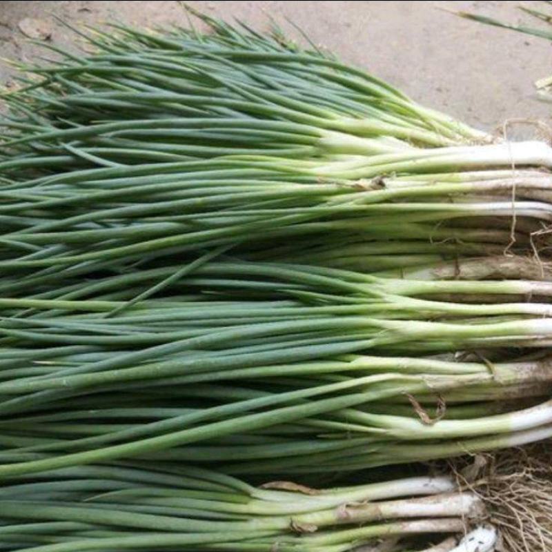 本地葱小香葱四季葱产地冷水滩