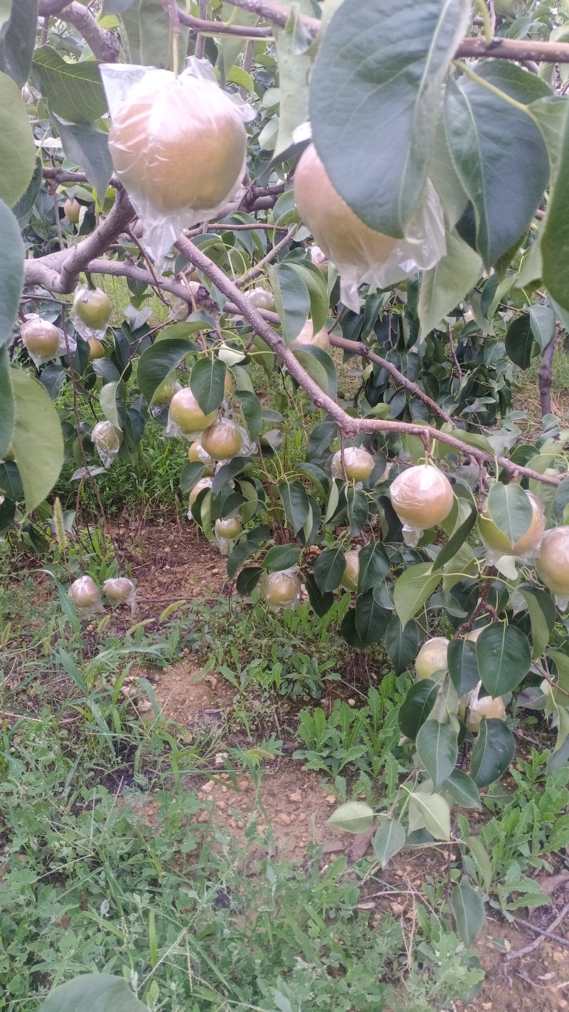 【精品】玉露香梨，平陆玉露香梨，质量保证产地直发货量充足