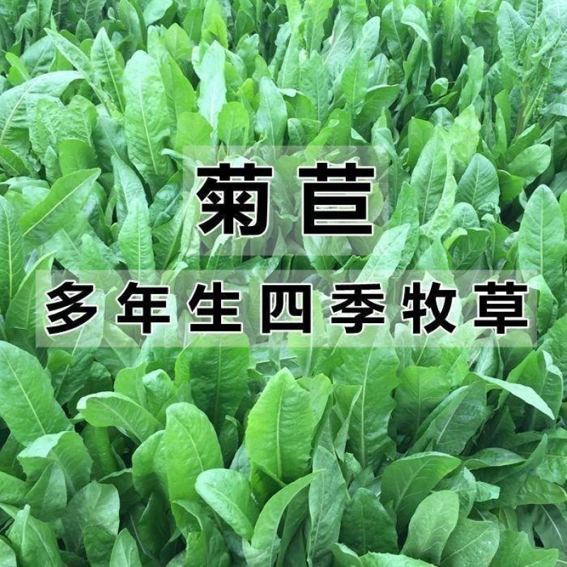 将军菊苣种子大叶菊苣草多年生四季牧草种子猪牛羊鸡鸭鹅鱼草