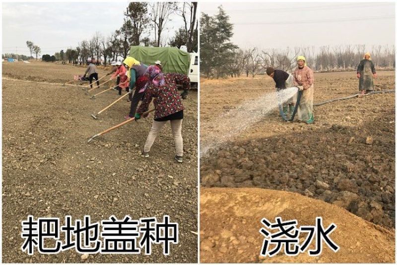 将军菊苣种子大叶菊苣草多年生四季牧草种子猪牛羊鸡鸭鹅鱼草