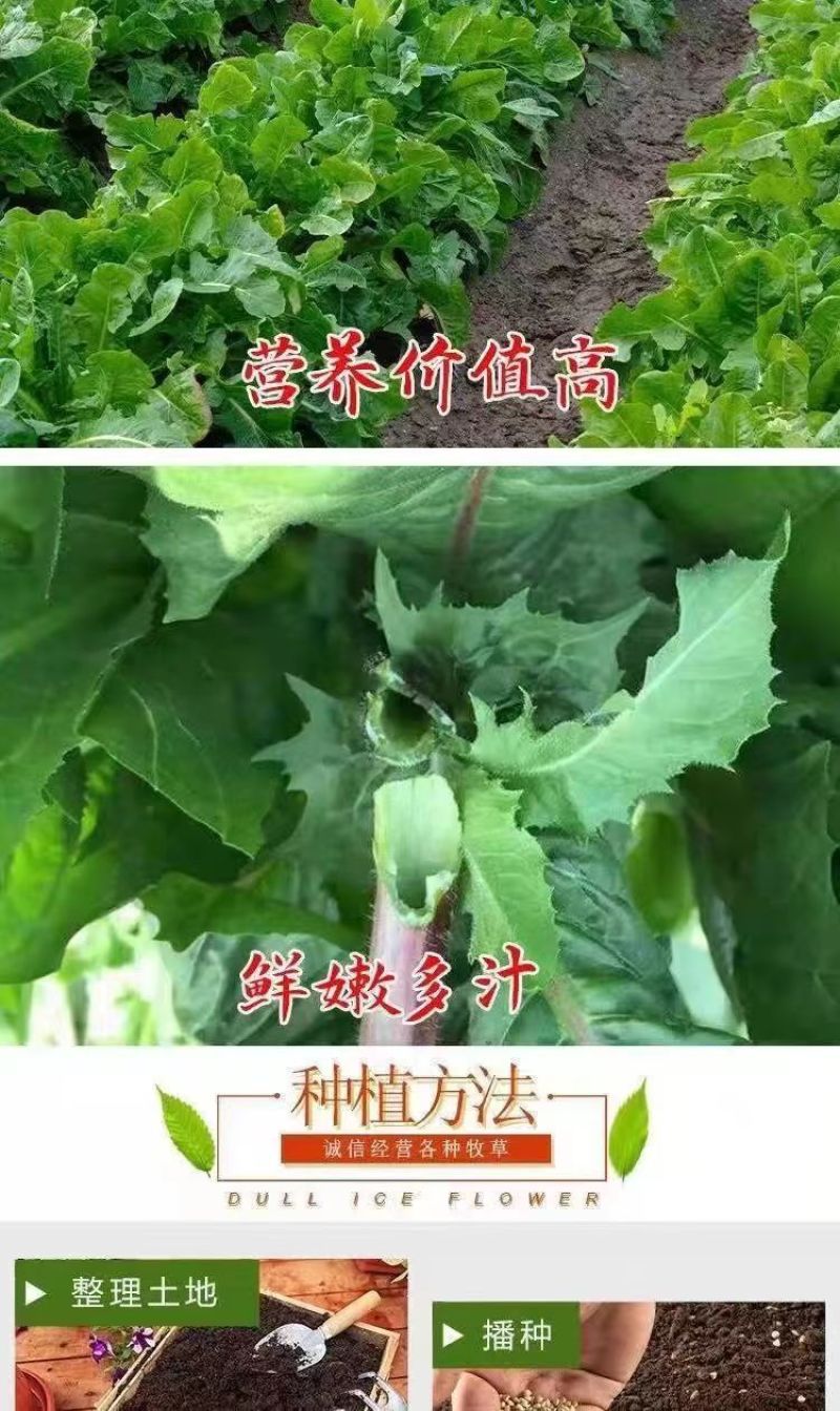 将军菊苣种子大叶菊苣草多年生四季牧草种子猪牛羊鸡鸭鹅鱼草