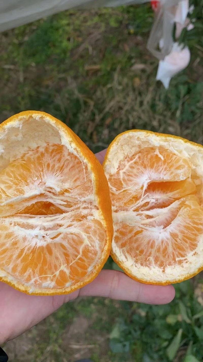 耙耙柑