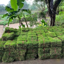 马尼拉草坪
