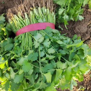 大棚精品香菜货源充足