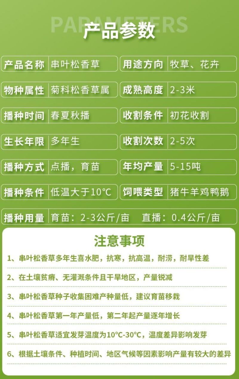 串叶松香草种子中华神菊多年生猪牛羊鹅畜禽牧草籽香槟菊