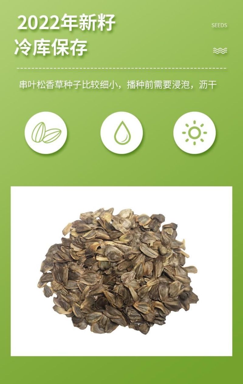 串叶松香草种子中华神菊多年生猪牛羊鹅畜禽牧草籽香槟菊