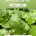 串叶松香草种子中华神菊多年生猪牛羊鹅畜禽牧草籽香槟菊
