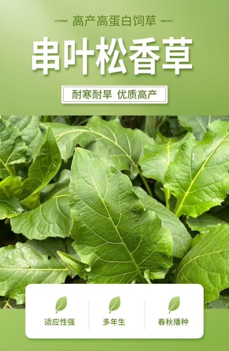串叶松香草种子中华神菊多年生猪牛羊鹅畜禽牧草籽香槟菊