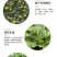 串叶松香草种子中华神菊多年生猪牛羊鹅畜禽牧草籽香槟菊