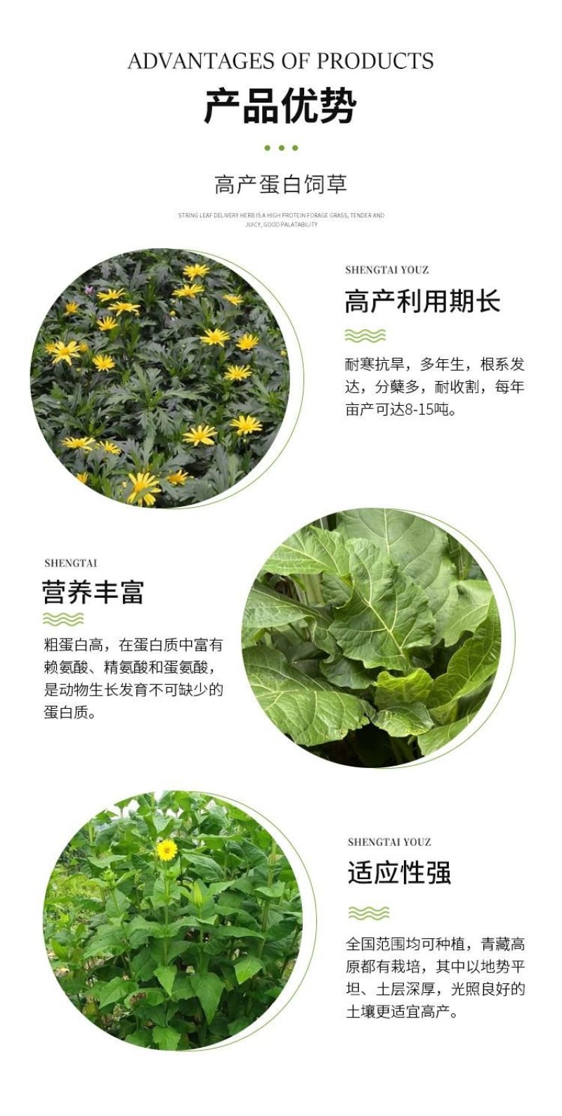 串叶松香草种子中华神菊多年生猪牛羊鹅畜禽牧草籽香槟菊