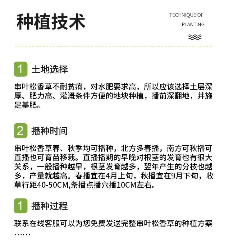 串叶松香草种子中华神菊多年生猪牛羊鹅畜禽牧草籽香槟菊