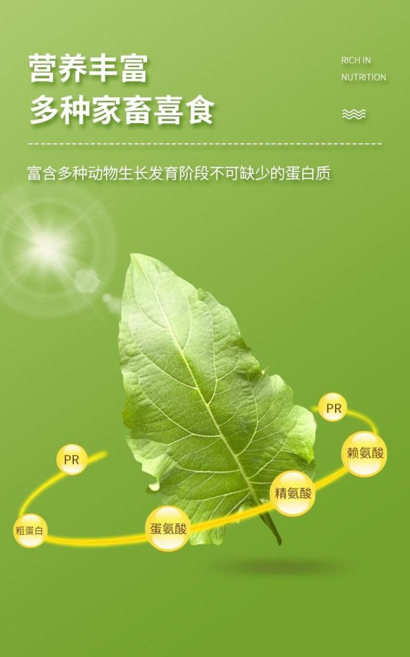 串叶松香草种子中华神菊多年生猪牛羊鹅畜禽牧草籽香槟菊
